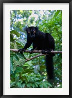 Black Lemur male and female, Lokobe Nature Special Reserve, Northern Madagascar Fine Art Print