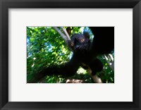 Black Lemurs, Northern Madagascar Fine Art Print