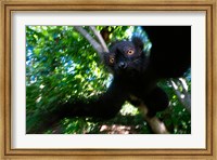 Black Lemurs, Northern Madagascar Fine Art Print