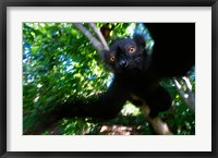 Black Lemurs, Northern Madagascar Fine Art Print