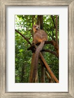 Crowned Lemur (Eulemur coronatus), Ankarana National Park, Northern Madagascar Fine Art Print