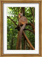 Crowned Lemur (Eulemur coronatus), Ankarana National Park, Northern Madagascar Fine Art Print