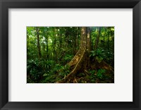 Forest scene in Masoala National Park Fine Art Print