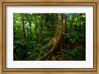 Forest scene in Masoala National Park Fine Art Print