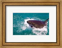 Great White Shark, Capetown, False Bay, South Africa Fine Art Print