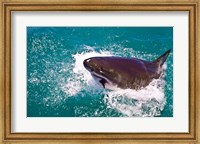 Great White Shark, Capetown, False Bay, South Africa Fine Art Print