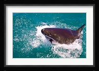 Great White Shark, Capetown, False Bay, South Africa Fine Art Print