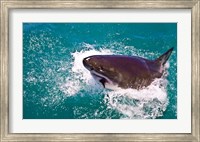 Great White Shark, Capetown, False Bay, South Africa Fine Art Print