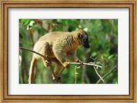 Common Brown Lemur on branch, Ile Aux Lemuriens, Andasibe, Madagascar. Fine Art Print