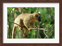 Common Brown Lemur on branch, Ile Aux Lemuriens, Andasibe, Madagascar. Fine Art Print