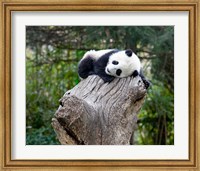Giant Panda, Wolong Reserve, China Fine Art Print