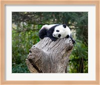 Giant Panda, Wolong Reserve, China Fine Art Print