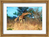 Adult and baby Cape Giraffe, (Giraffa camelopardalis giraffa), Kruger National park, South Africa Fine Art Print