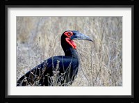 Close-up of a Ground Hornbill, Kruger National Park, South Africa Fine Art Print