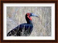 Close-up of a Ground Hornbill, Kruger National Park, South Africa Fine Art Print