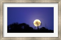 Full Moon Rises Above Acacia Tree, Amboseli National Park, Kenya Fine Art Print