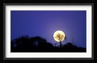 Full Moon Rises Above Acacia Tree, Amboseli National Park, Kenya Fine Art Print