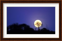 Full Moon Rises Above Acacia Tree, Amboseli National Park, Kenya Fine Art Print