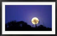 Full Moon Rises Above Acacia Tree, Amboseli National Park, Kenya Fine Art Print