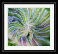 Swirling pattern in Giant Lobelia rosette of leaves, Kenya Fine Art Print