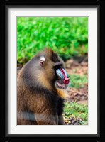 Africa, Cameroon, Limbe. Mandrill at Limbe Wildlife Center. Fine Art Print
