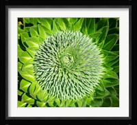 Giant Lobelia inflorescence. Mount Kenya NP, Kenya, Africa. Fine Art Print