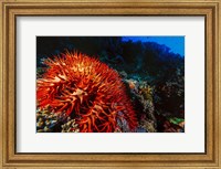 Crown-of-Thorns Starfish at Daedalus Reef, Red Sea, Egypt Fine Art Print