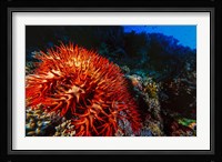 Crown-of-Thorns Starfish at Daedalus Reef, Red Sea, Egypt Fine Art Print