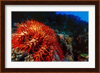 Crown-of-Thorns Starfish at Daedalus Reef, Red Sea, Egypt Fine Art Print