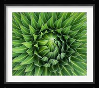 Close up of Giant Lobelia rosette of leaves, Kenya Fine Art Print