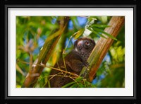 Bamboo lemur in the bamboo forest, Madagascar Fine Art Print
