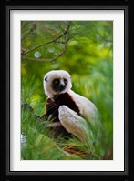 Coquerel's Sifaka, Perinet Reserve, Toamasina, Madagascar Fine Art Print