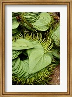 Betel Leaves (Piper Betle) Used to Make Quids For Sale at Market, Myanmar Fine Art Print
