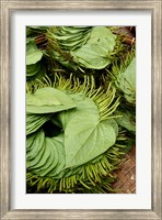 Betel Leaves (Piper Betle) Used to Make Quids For Sale at Market, Myanmar Fine Art Print