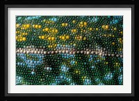 Chameleon lizard, detail of skin, Madagascar Fine Art Print