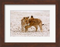 Africa, Two lion cubs play fighting on the Etosha Pan Fine Art Print