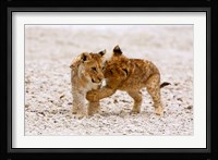 Africa, Two lion cubs play fighting on the Etosha Pan Fine Art Print