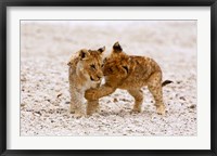 Africa, Two lion cubs play fighting on the Etosha Pan Fine Art Print