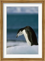 Chinstrap Penguin, Antarctica. Fine Art Print