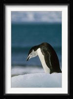 Chinstrap Penguin, Antarctica. Fine Art Print