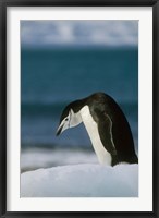 Chinstrap Penguin, Antarctica. Fine Art Print