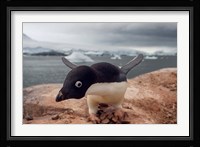 Adelie penguin, Western Antarctic Peninsula Fine Art Print