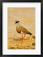 Africa, Namibia. Crowned Plover or Lapwing Fine Art Print
