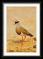 Africa, Namibia. Crowned Plover or Lapwing Fine Art Print