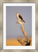 Africa, Naminia, Etosha NP, Black Winged Kite bird Fine Art Print