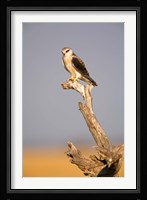 Africa, Naminia, Etosha NP, Black Winged Kite bird Fine Art Print