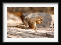Africa. Tree Squirrel feeding on the ground Fine Art Print