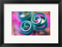 Curled Lily Leaves, Namaqualand, South Africa Fine Art Print