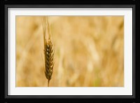 Closeup of Barley, East Himalayas, Tibet, China Fine Art Print