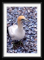 Cape Gannet on the Coast, South Africa Fine Art Print